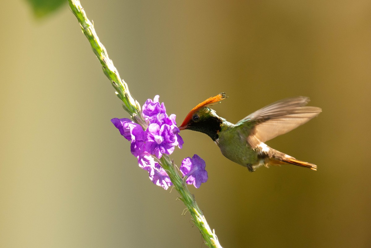 Rufous-crested Coquette - ML621696990