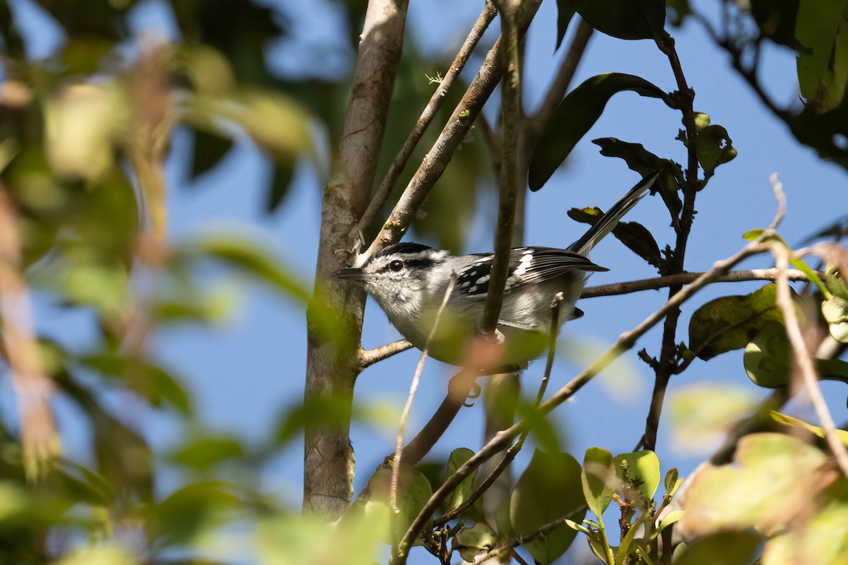 Ash-throated Antwren - Tom Lam