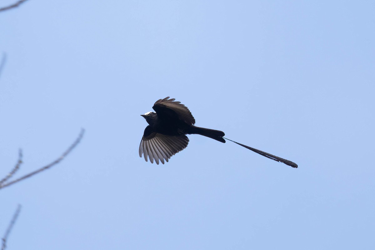 Long-tailed Tyrant - ML621696993