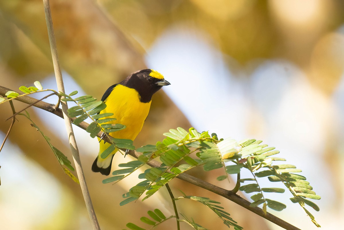 Orange-bellied Euphonia - ML621696996