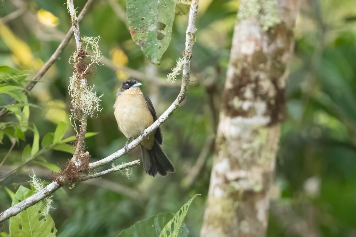 Black-goggled Tanager - ML621696997