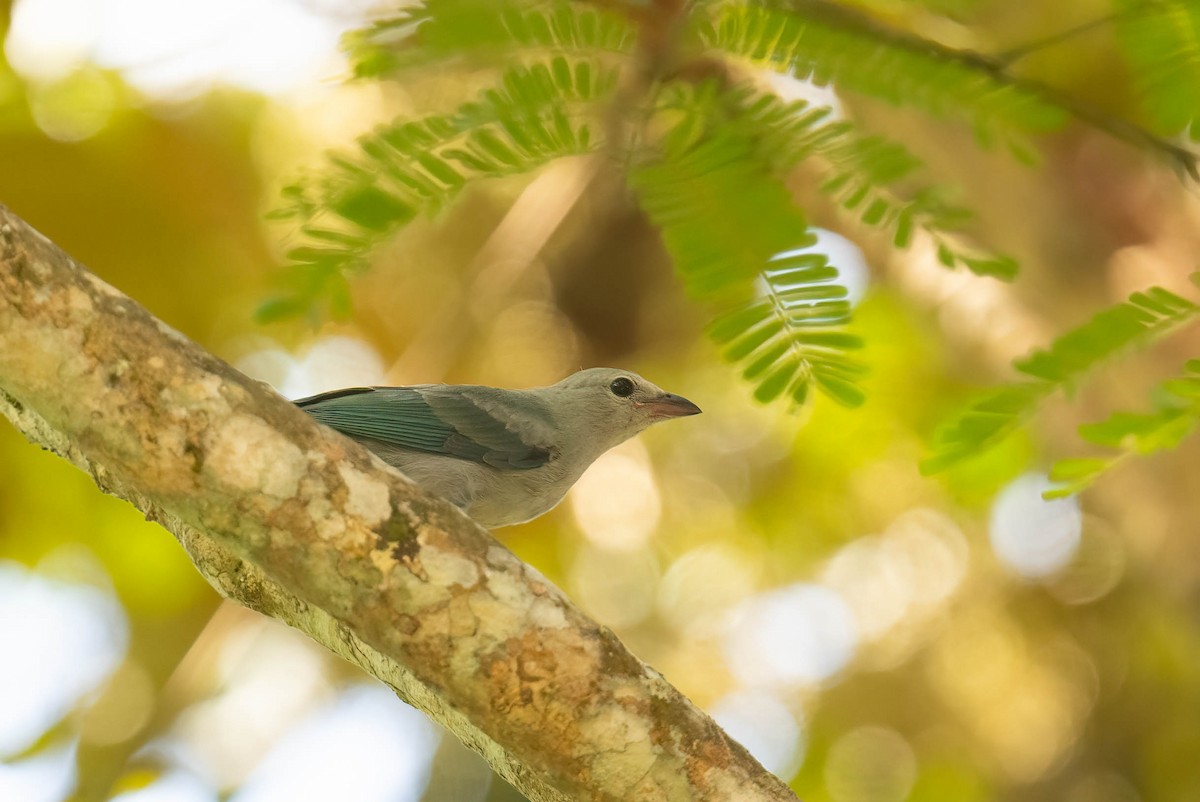 Blue-gray Tanager - ML621696998