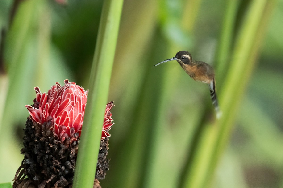 Black-throated Hermit - ML621697001