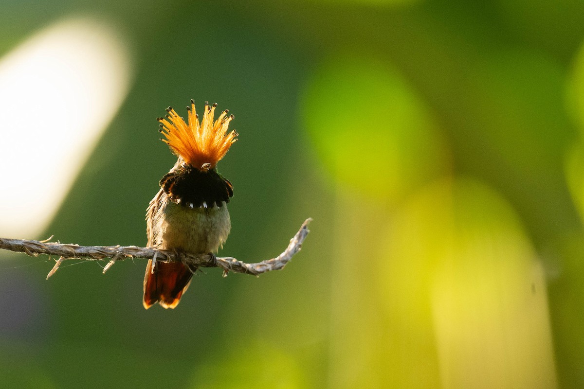 Rufous-crested Coquette - ML621697007