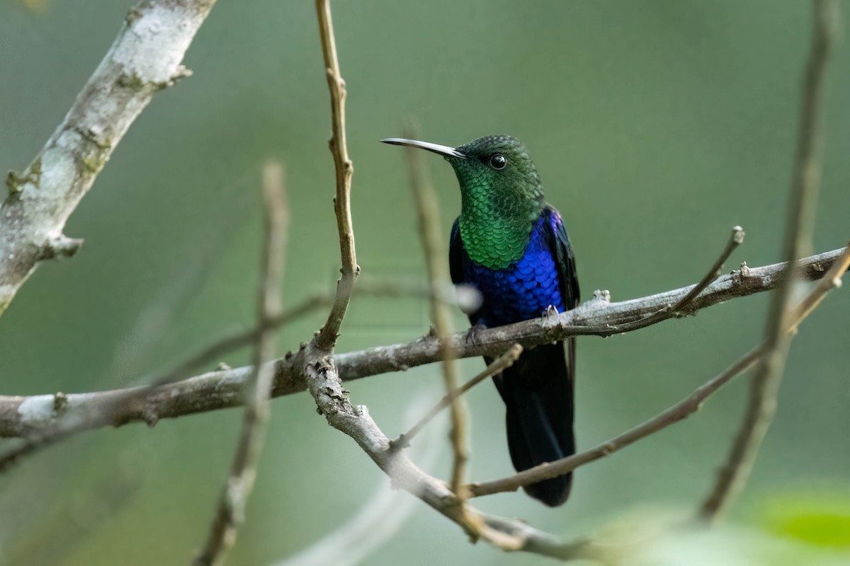 Fork-tailed Woodnymph - Tom Lam