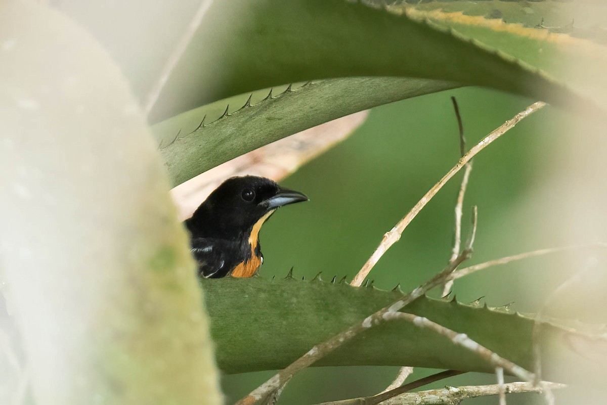 Yellow-crested Tanager - ML621697018