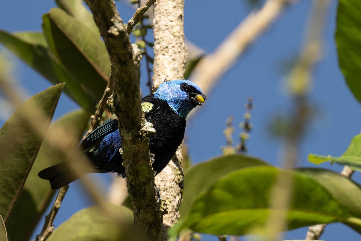 Blue-necked Tanager - ML621697022