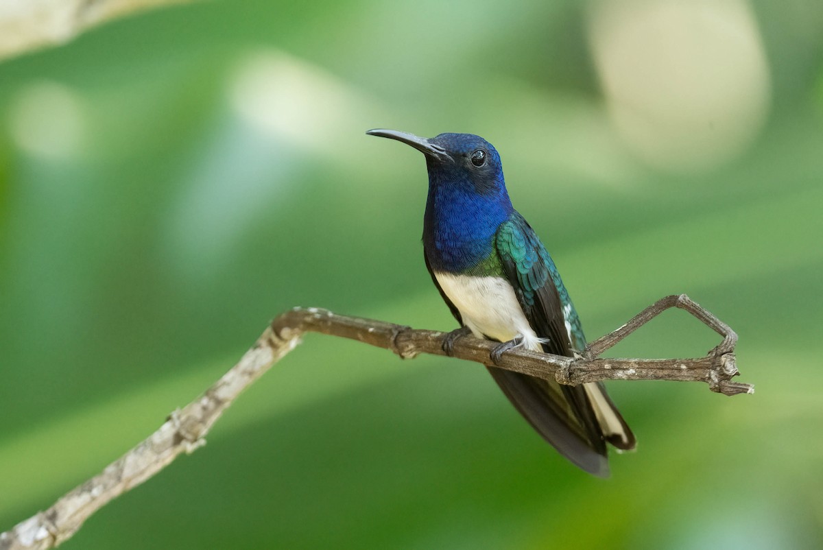 White-necked Jacobin - Tom Lam