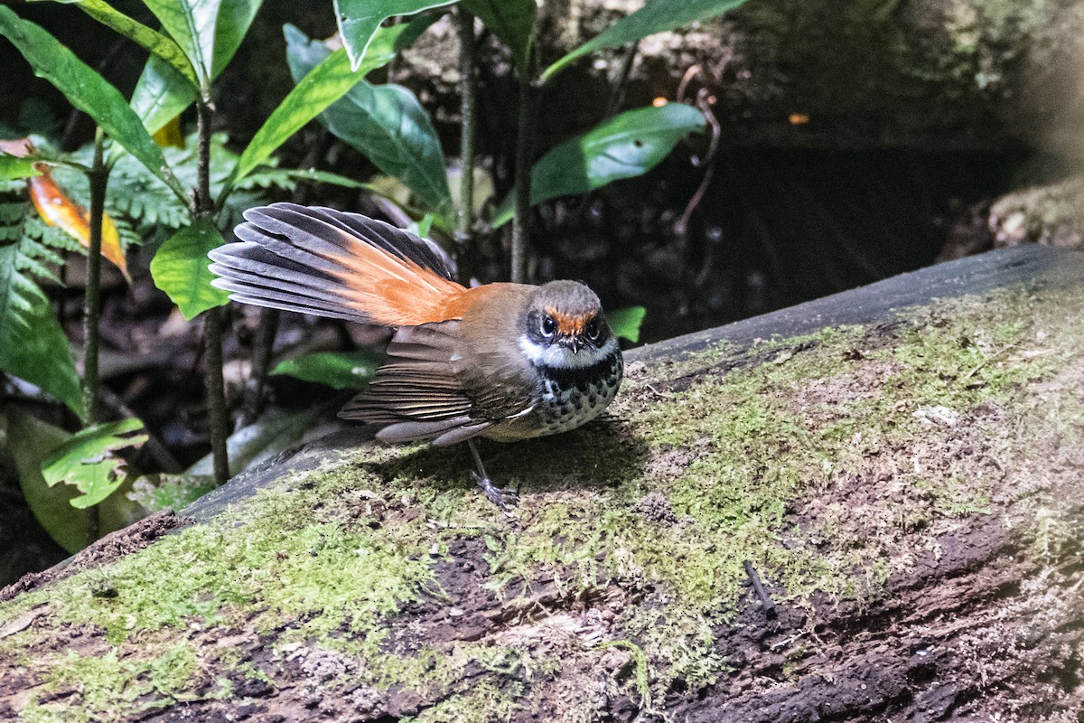 Australian Rufous Fantail - ML621697064