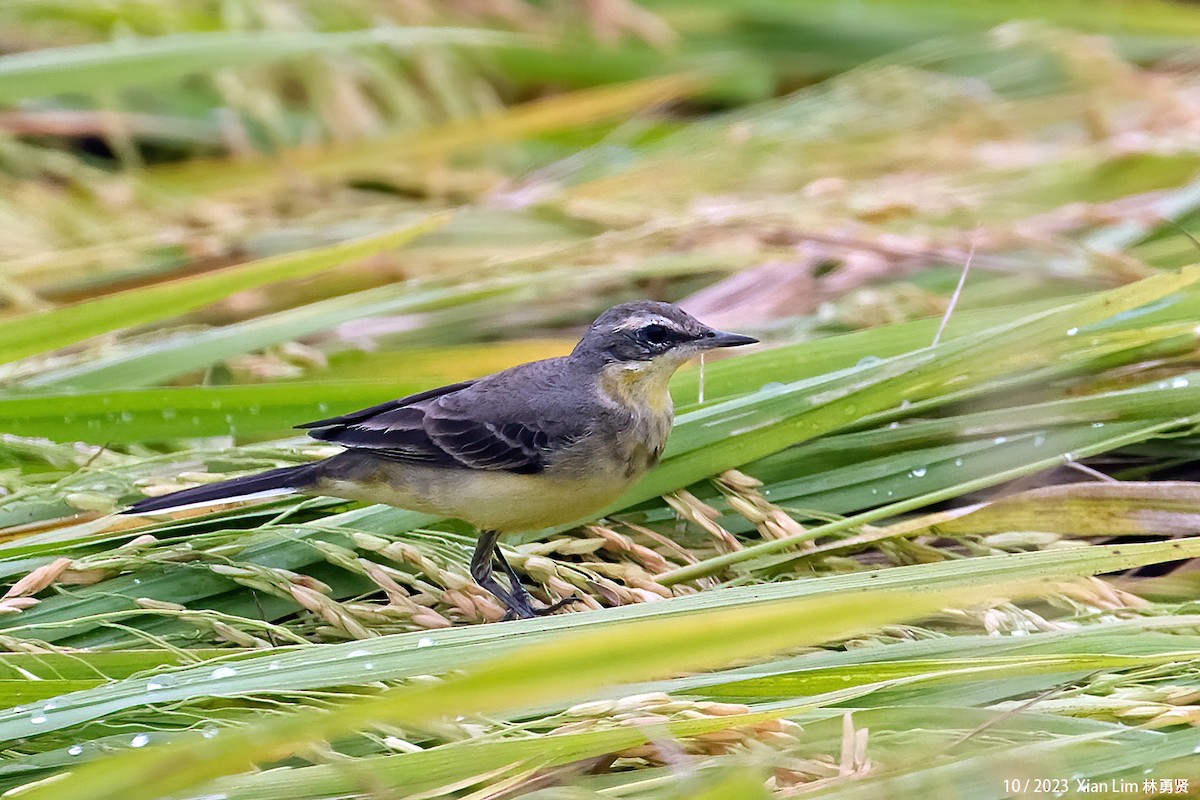 Eastern Yellow Wagtail - ML621697123