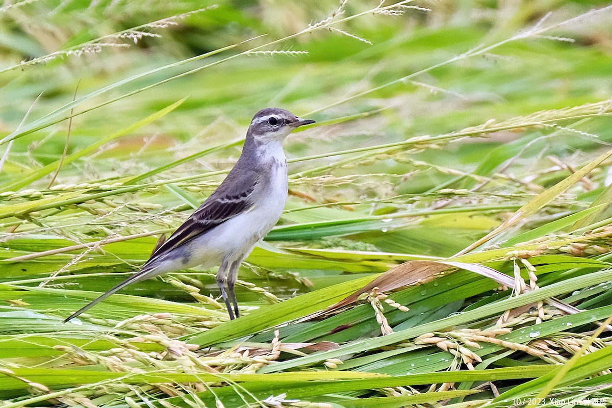 Eastern Yellow Wagtail - Lim Ying Hien