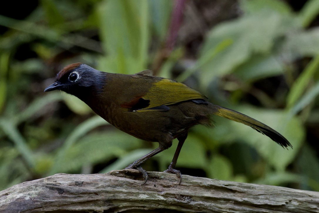 Malayan Laughingthrush - ML621697127