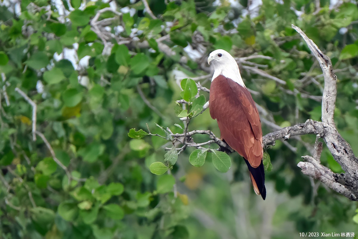 Brahminy Kite - ML621697147