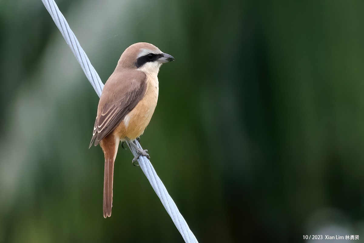 Brown Shrike - ML621697149