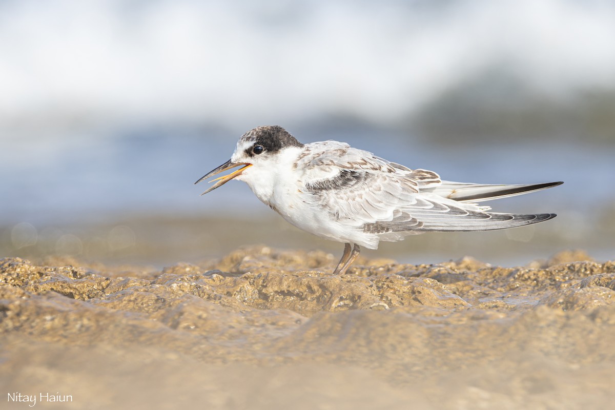 Little Tern - ML621697173