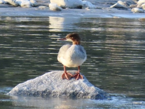 Common Merganser - ML621697225