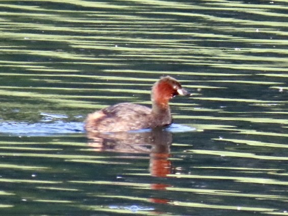 Little Grebe - ML621697228