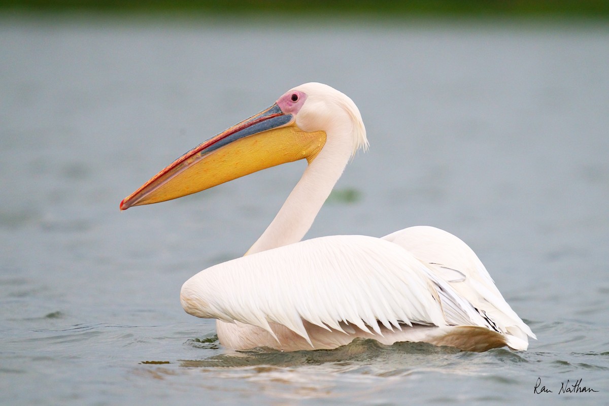 Great White Pelican - ML621697248