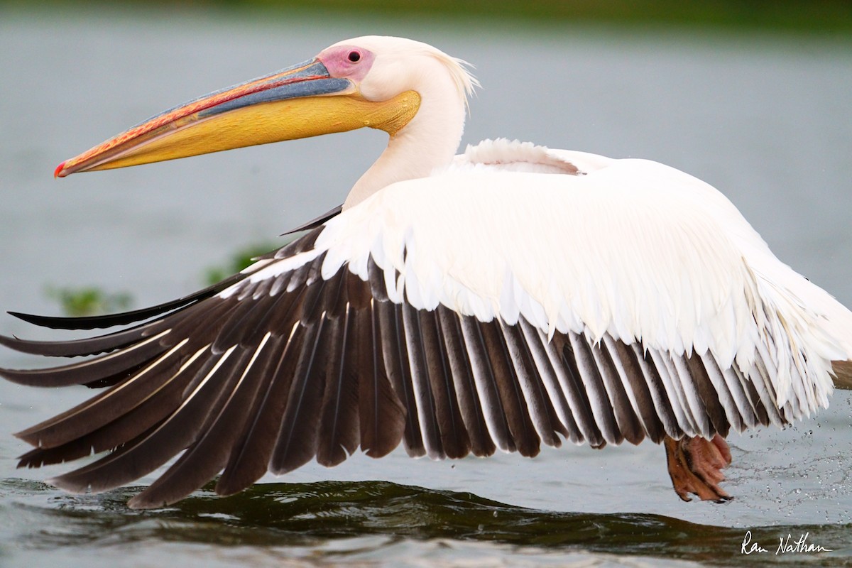 Great White Pelican - ML621697249