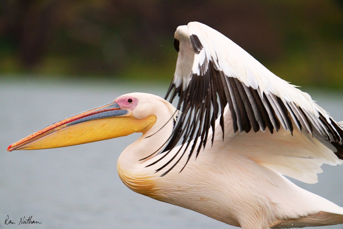 Great White Pelican - ML621697251