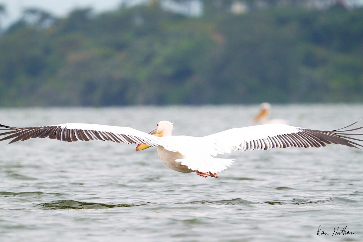 Great White Pelican - ML621697253