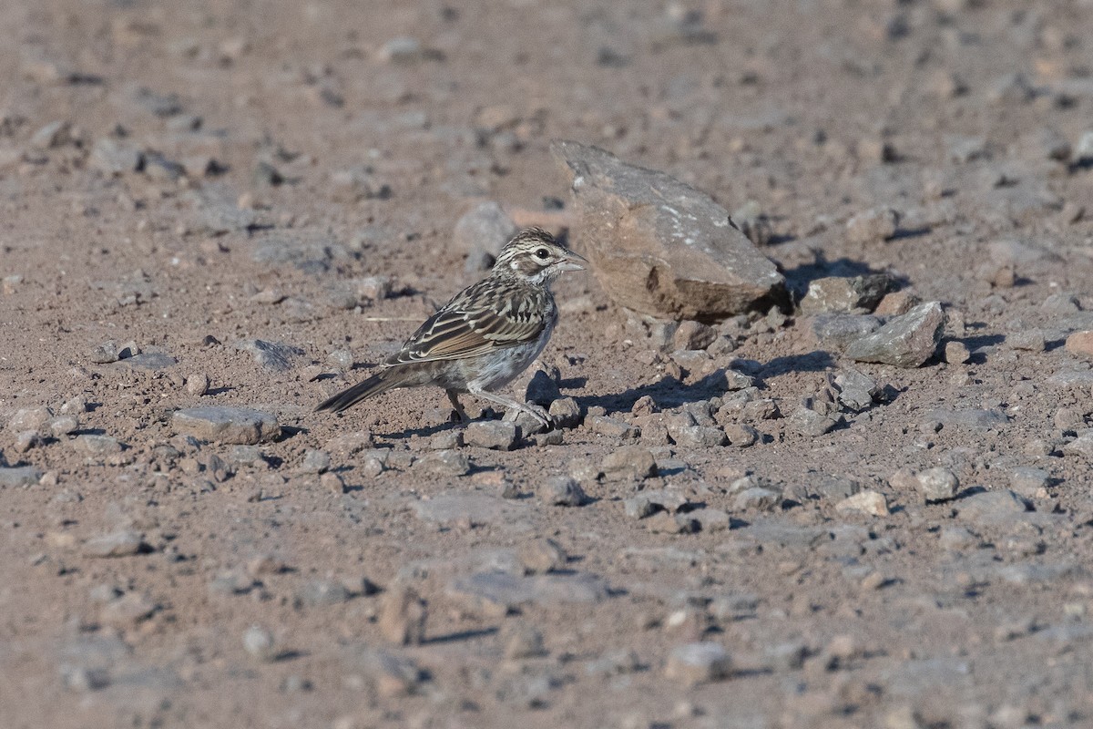 Bruant à joues marron - ML621697338
