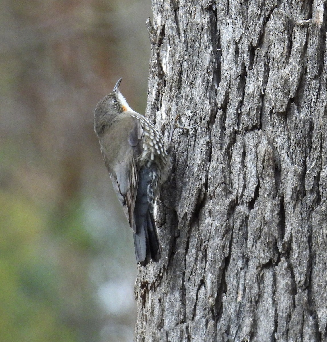 White-throated Treecreeper (White-throated) - ML621697343