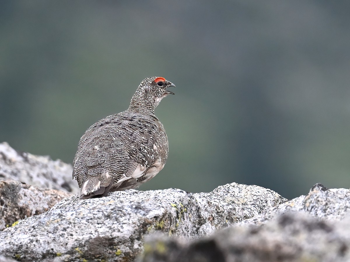 Rock Ptarmigan - peng su