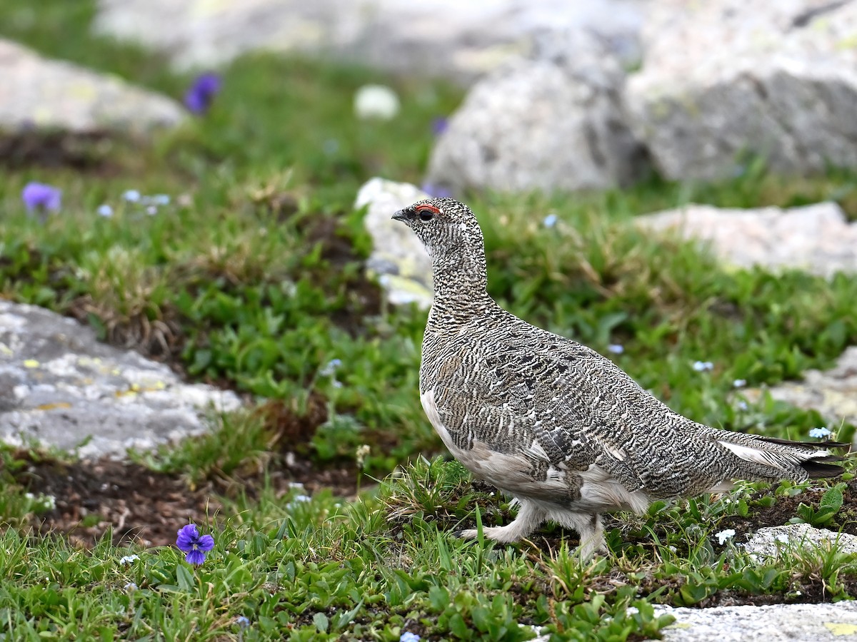 Rock Ptarmigan - peng su