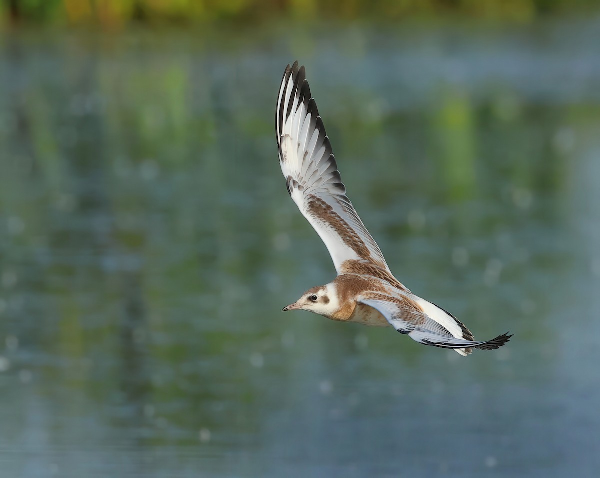 Black-headed Gull - ML621697418