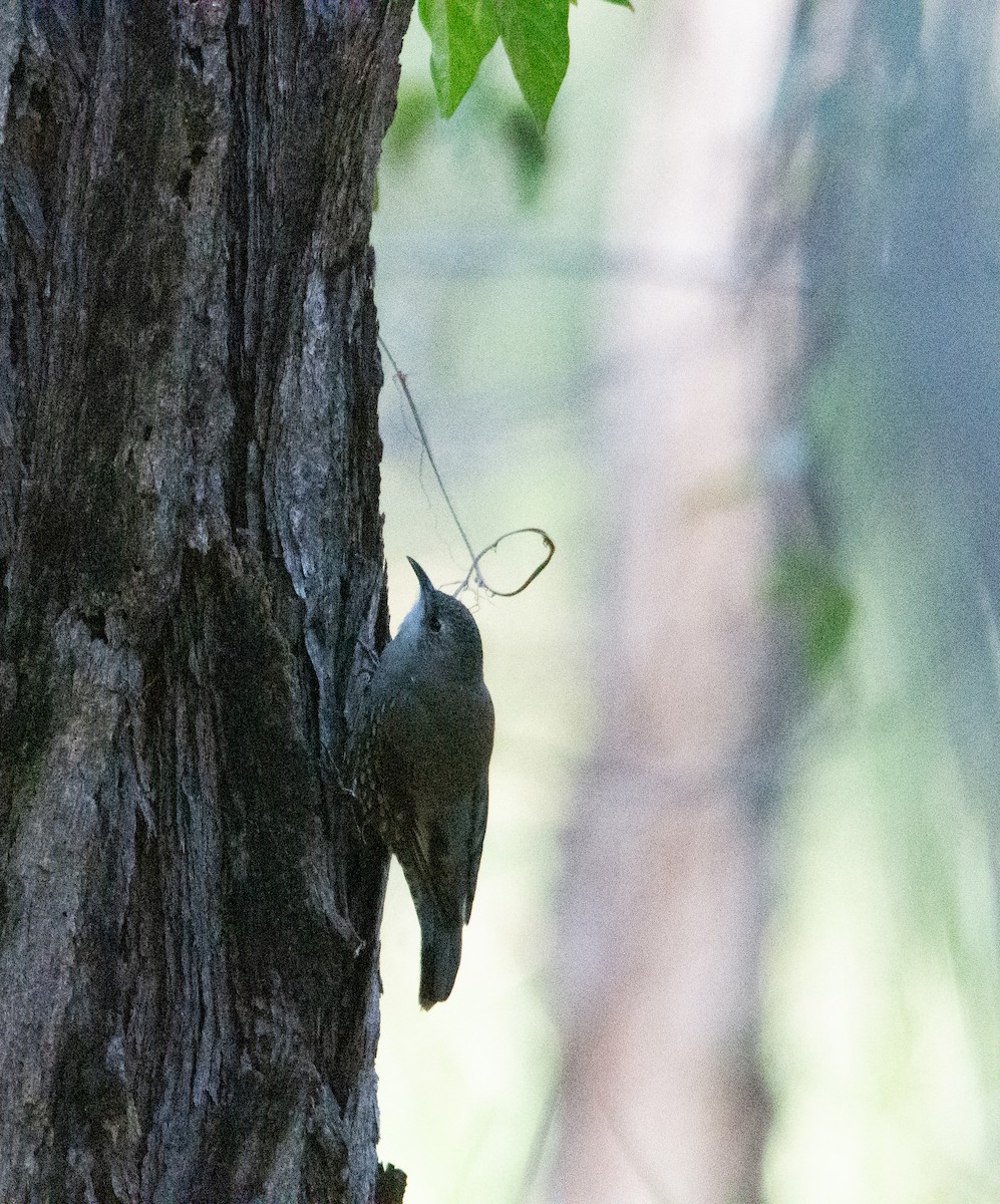 White-throated Treecreeper - ML621697425