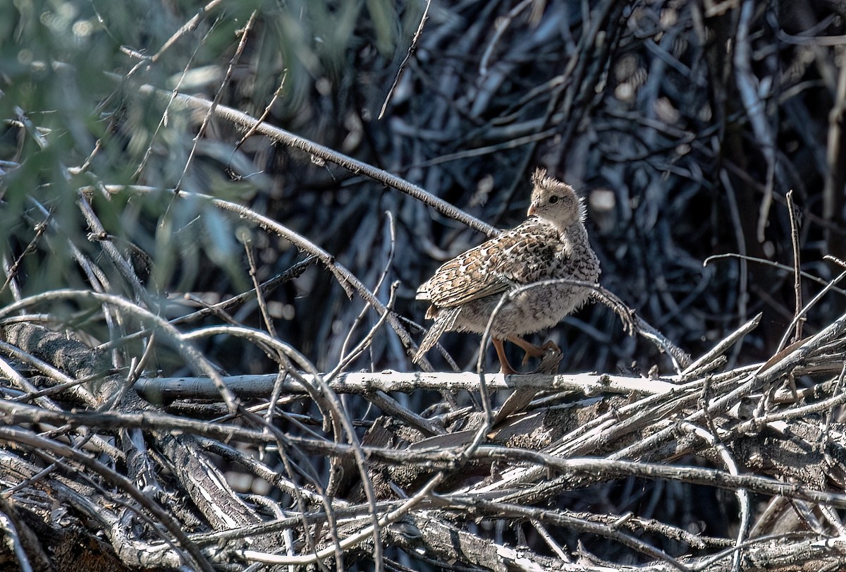 California Quail - ML621697433