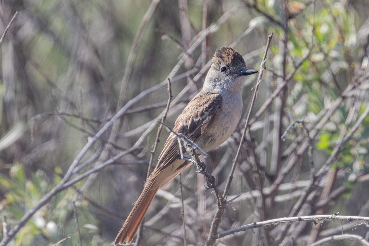 Ash-throated Flycatcher - ML621697436