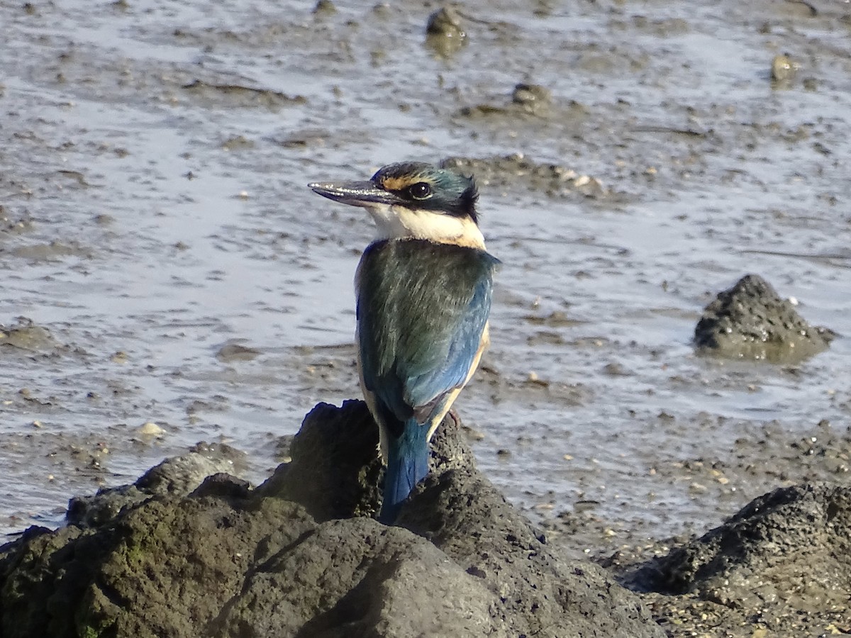 Sacred Kingfisher - ML621697438