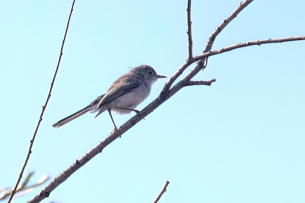 Blue-gray Gnatcatcher - ML621697441