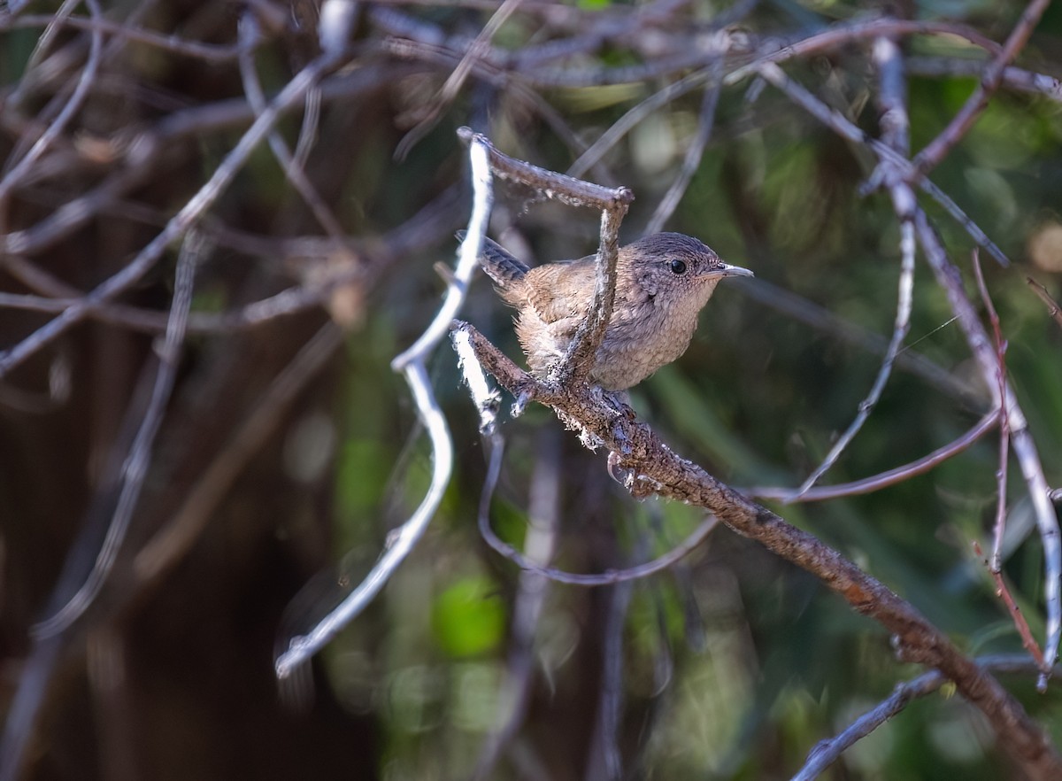 House Wren - ML621697448