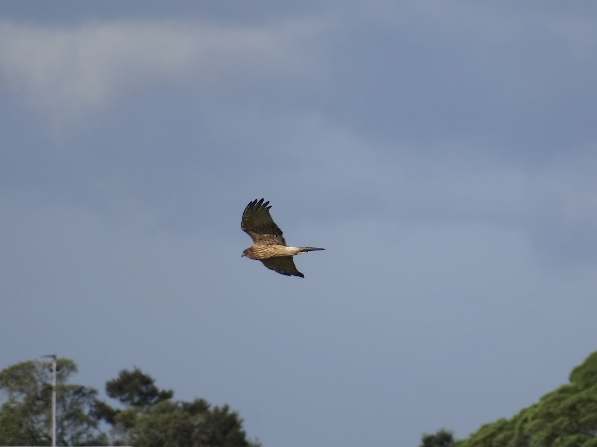 Swamp Harrier - ML621697449