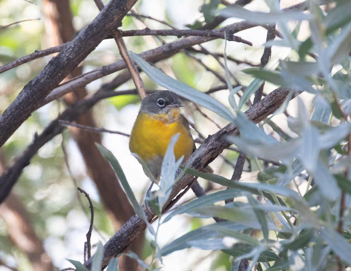 Yellow-breasted Chat - ML621697464