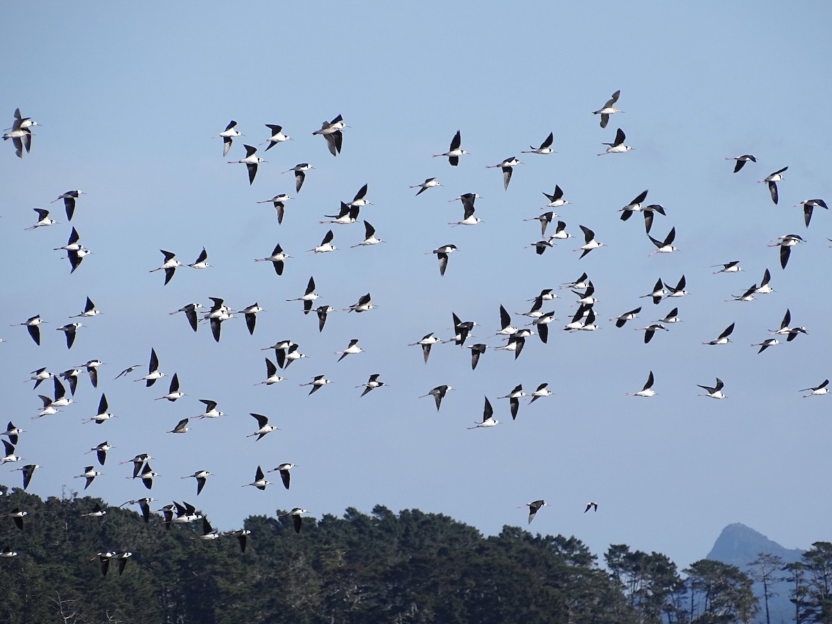 Pied Stilt - ML621697487