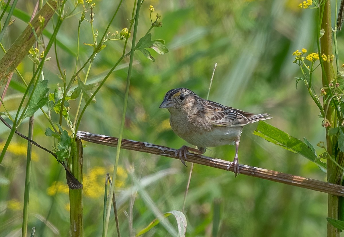 Grasshopper Sparrow - ML621697565