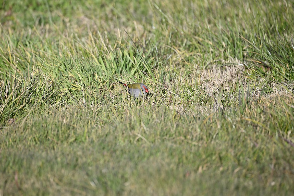 Red-browed Firetail - ML621697567
