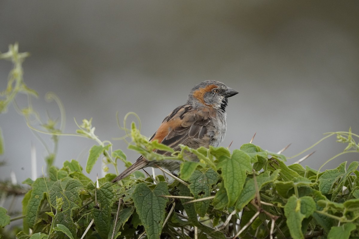 Kenya Rufous Sparrow - ML621697582