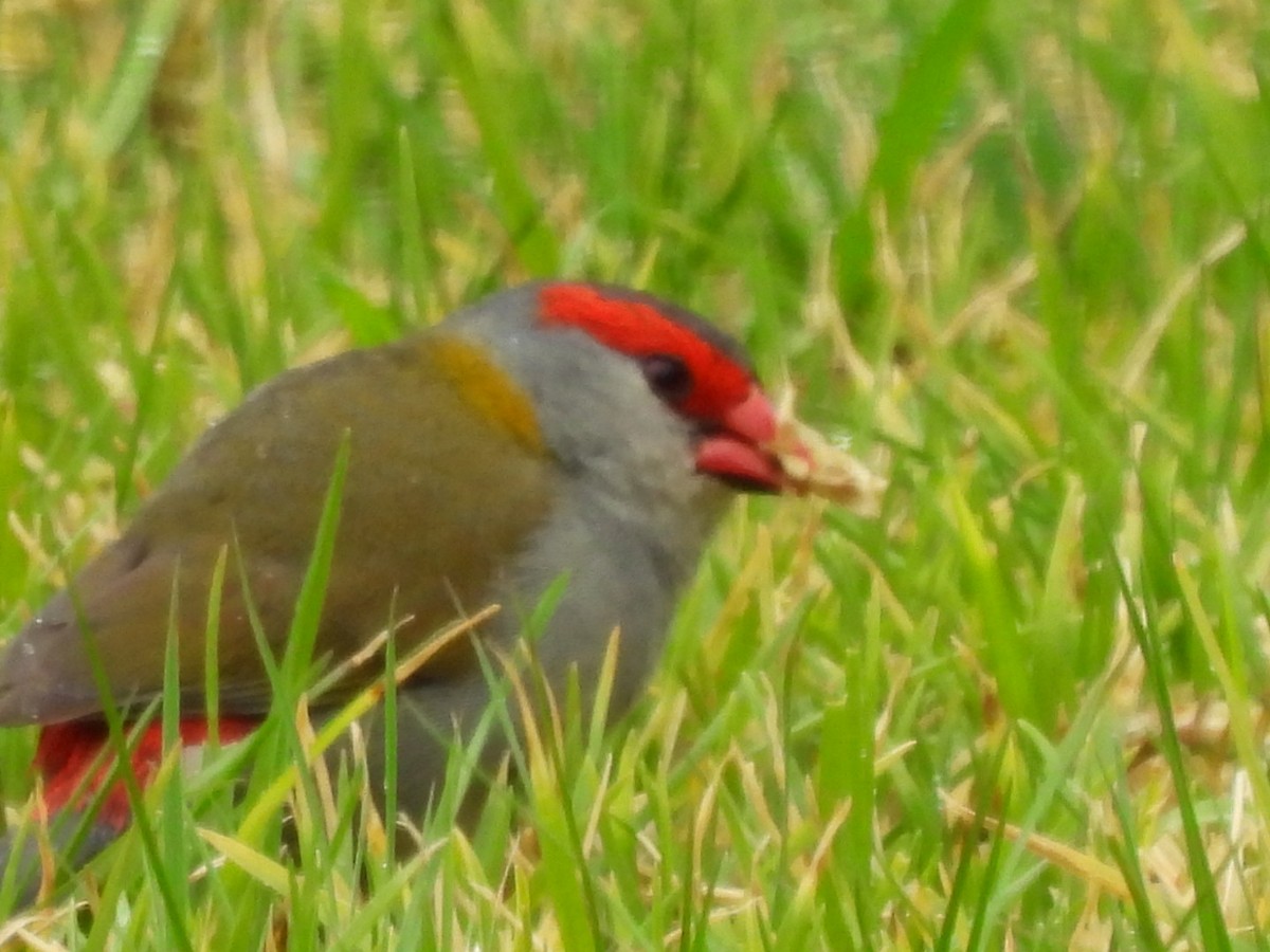 Red-browed Firetail - ML621697588