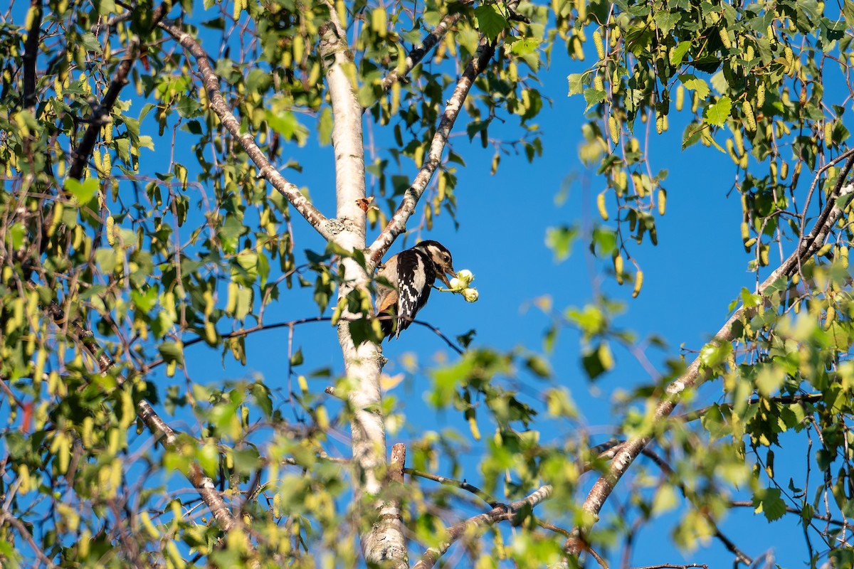 Great Spotted Woodpecker - ML621697591
