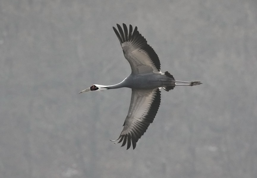 White-naped Crane - ML621697629