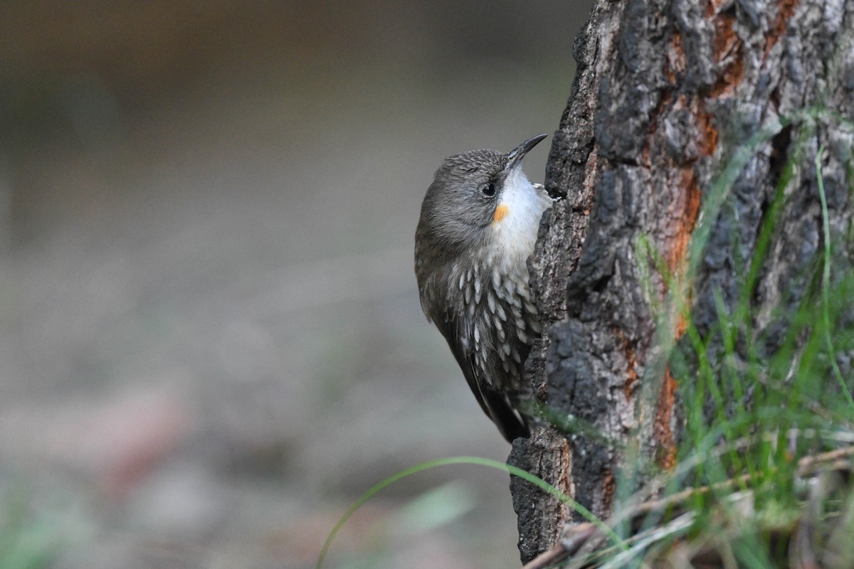 White-throated Treecreeper - ML621697636