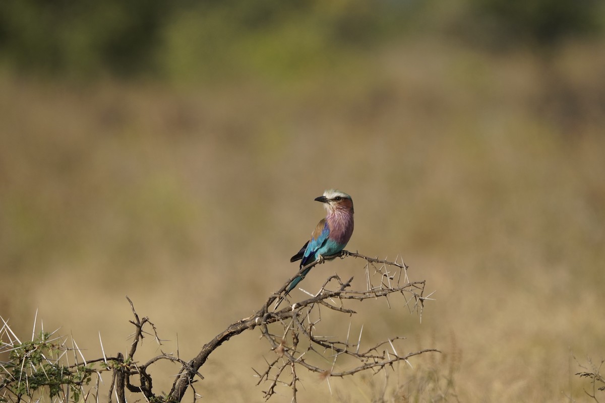 Lilac-breasted Roller - ML621697661