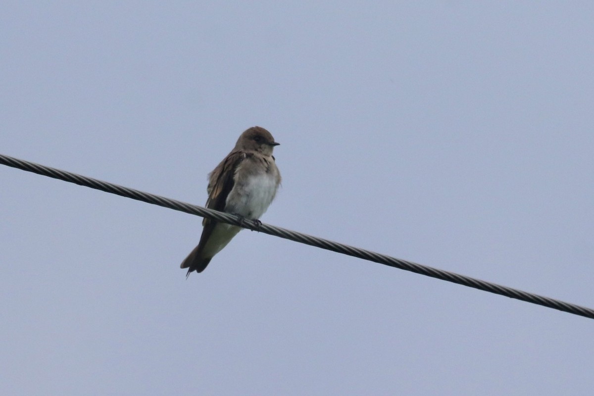 Northern Rough-winged Swallow - ML621697675