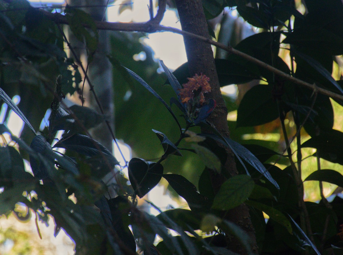 Scarlet-backed Flowerpecker - ML621697679