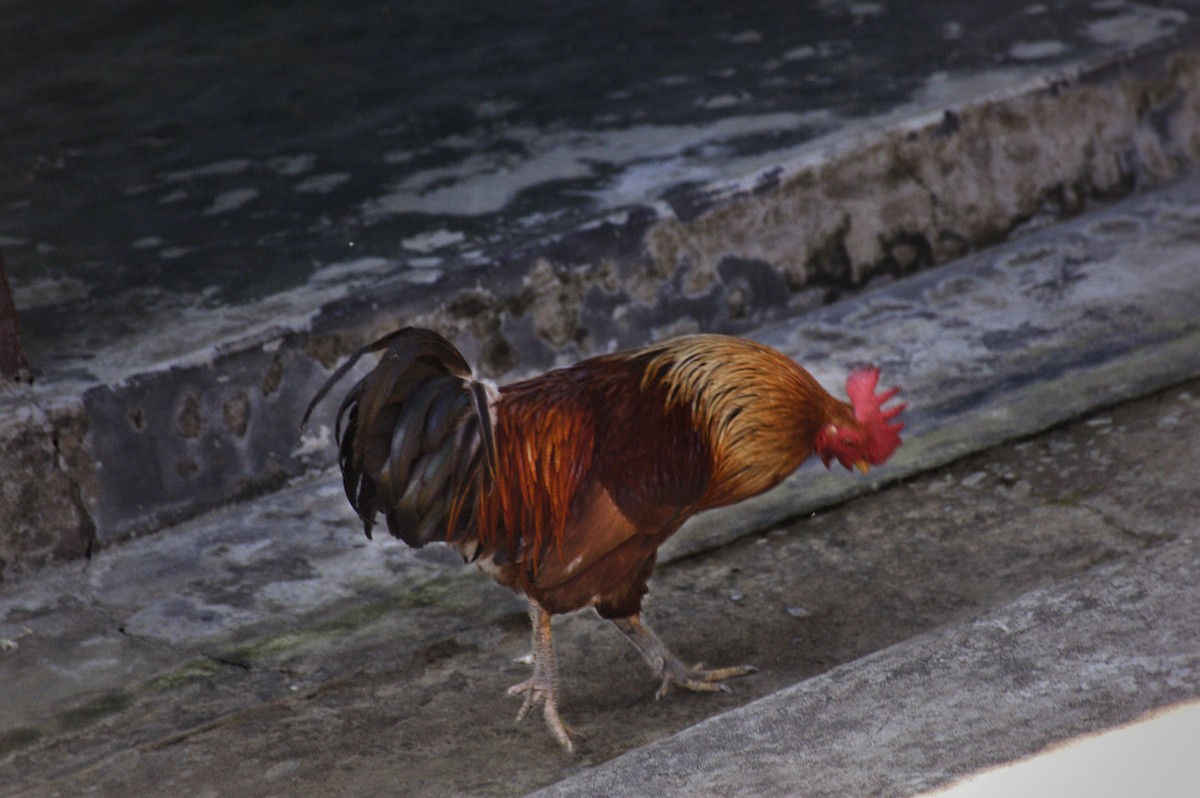 Red Junglefowl - ML621697707